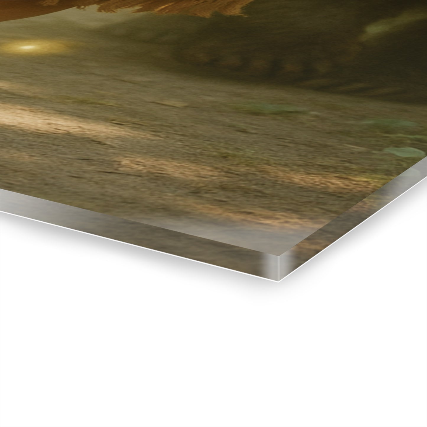 Acrylic Print Wisdom Woman Bear Wolf Sasquatch Elder Ancestor Spirits Orbs